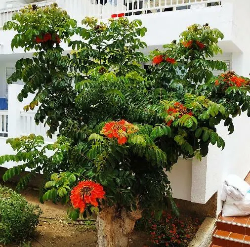 Lägenhet Club El Paradero Playa de las Americas (Tenerife)